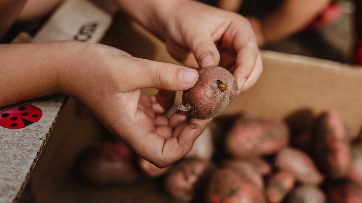 Patate dall'Alto Adige