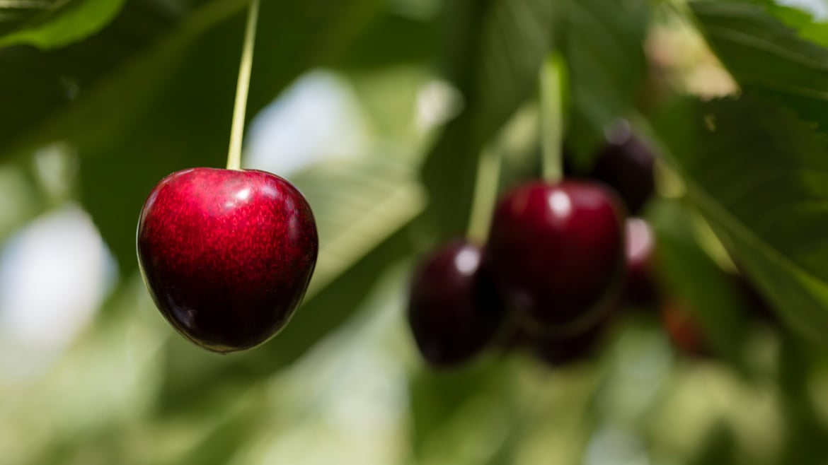 Cerezas Tirol del Sur