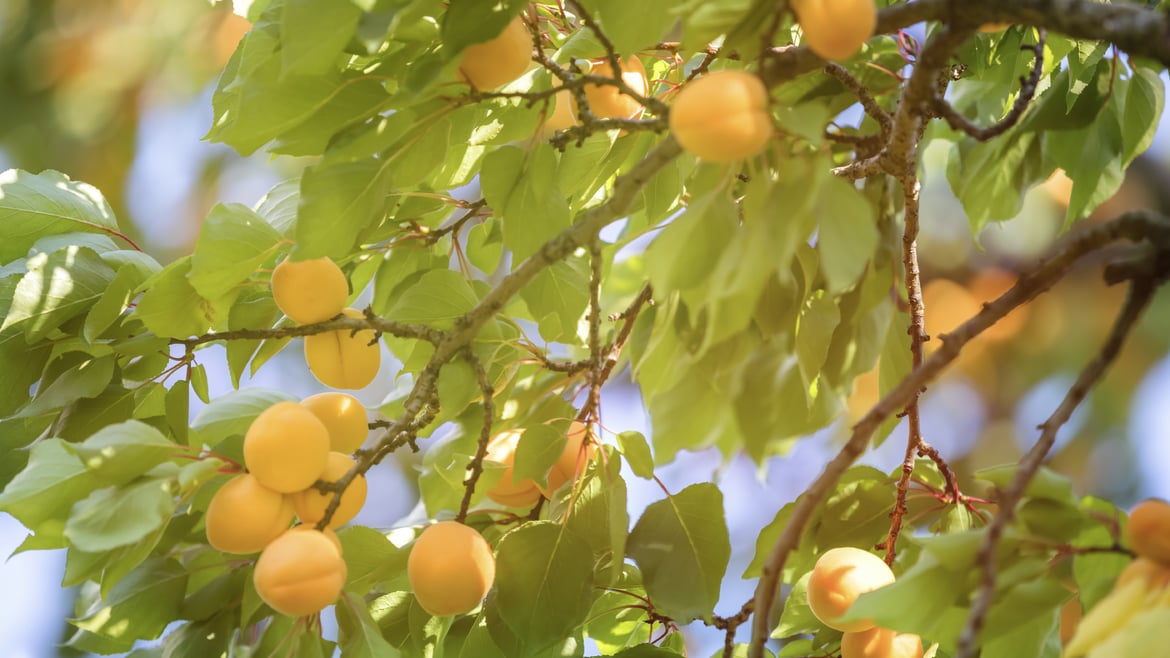 Apricots South Tyrol