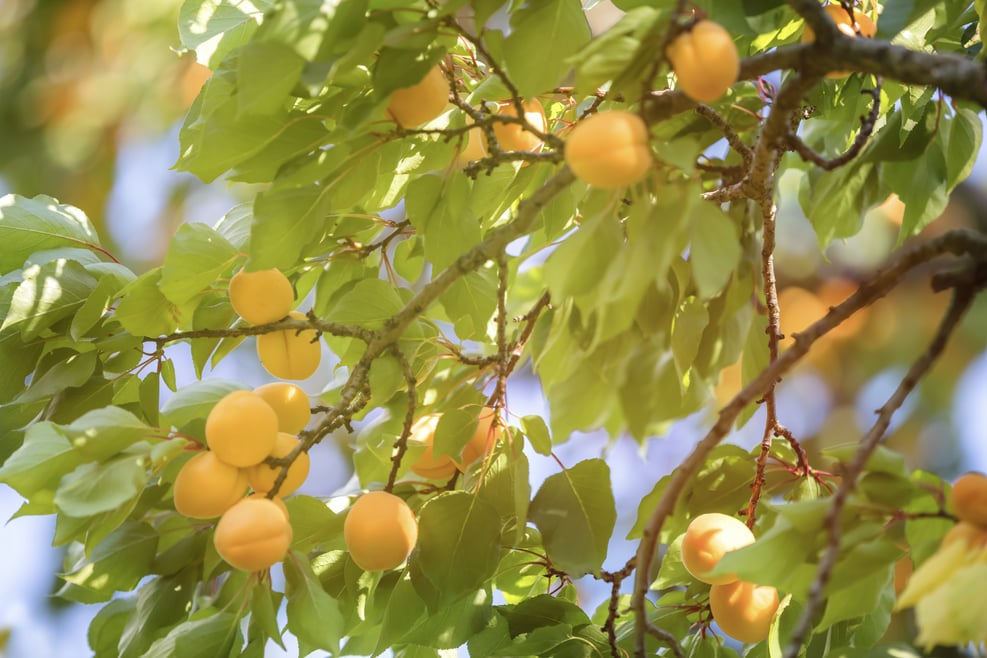 Apricots South Tyrol