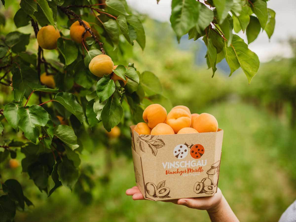 Apricots
