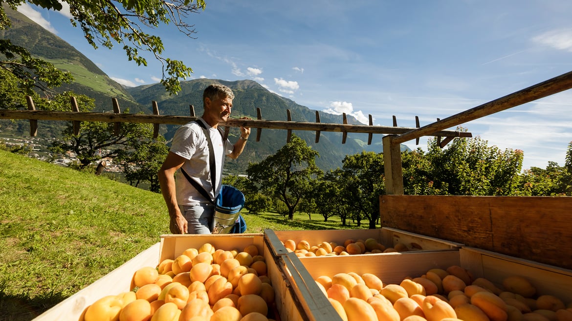 Marillen aus Südtirol