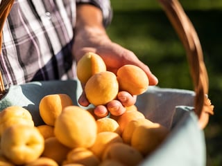 Apricots