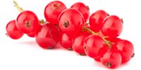 Ribes rosso