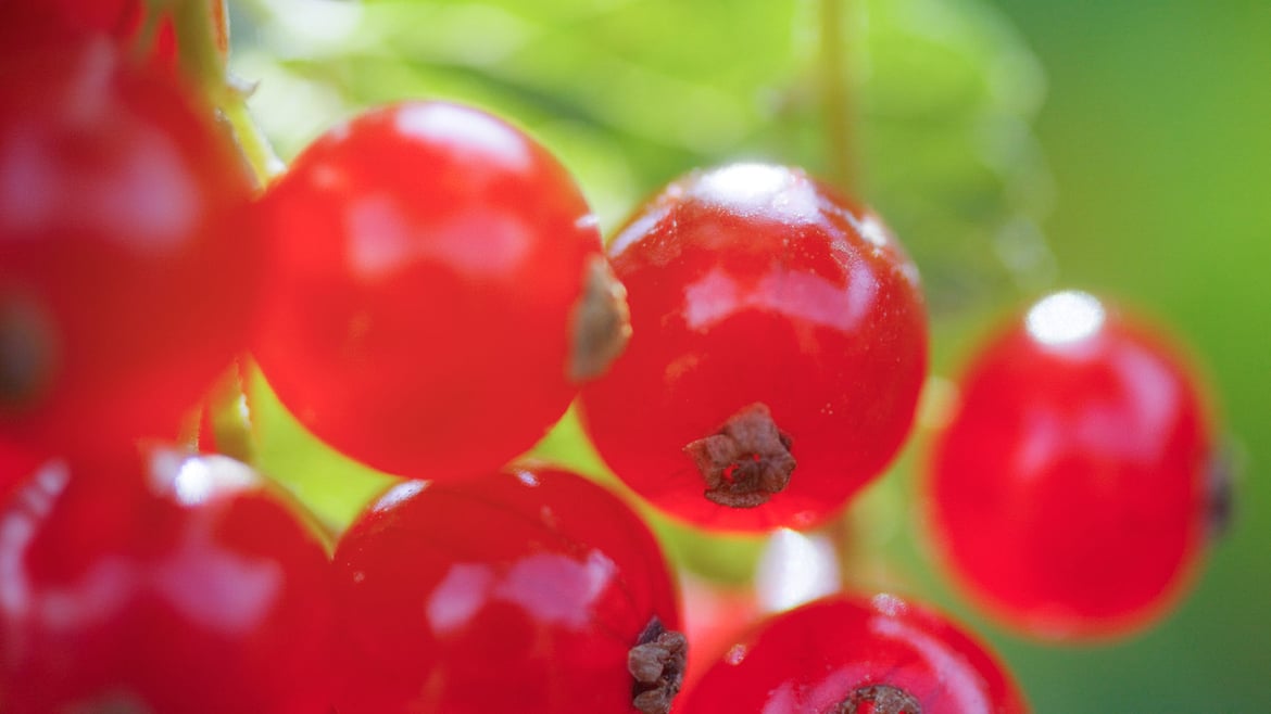 Red currant South Tyrol