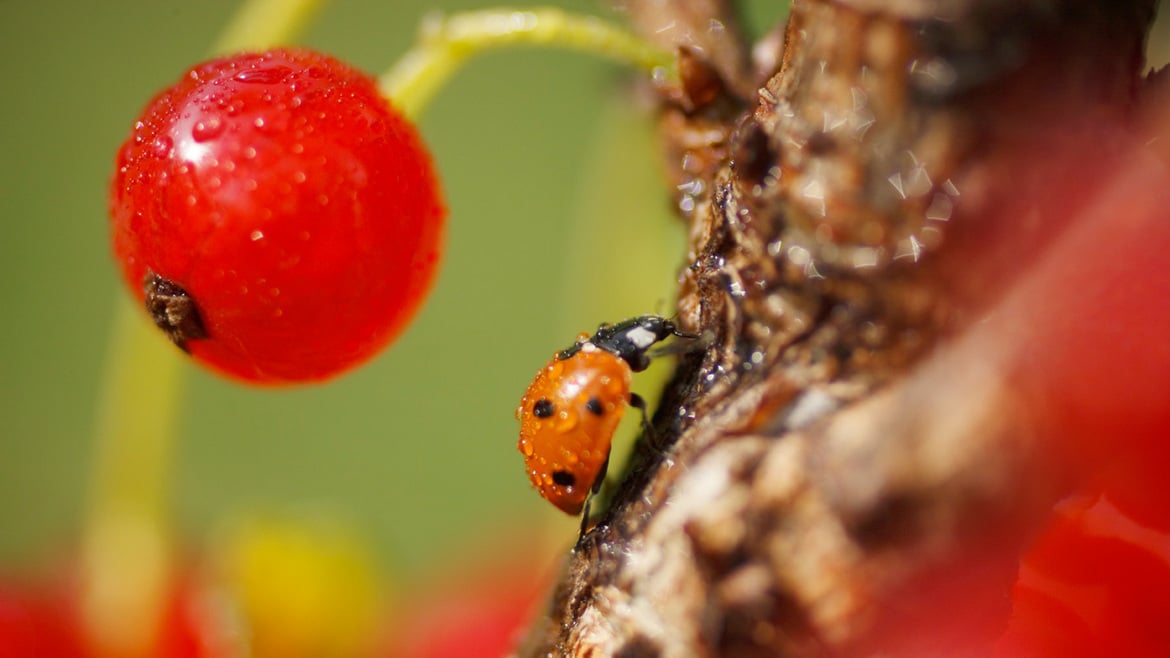 Red currant South Tyrol