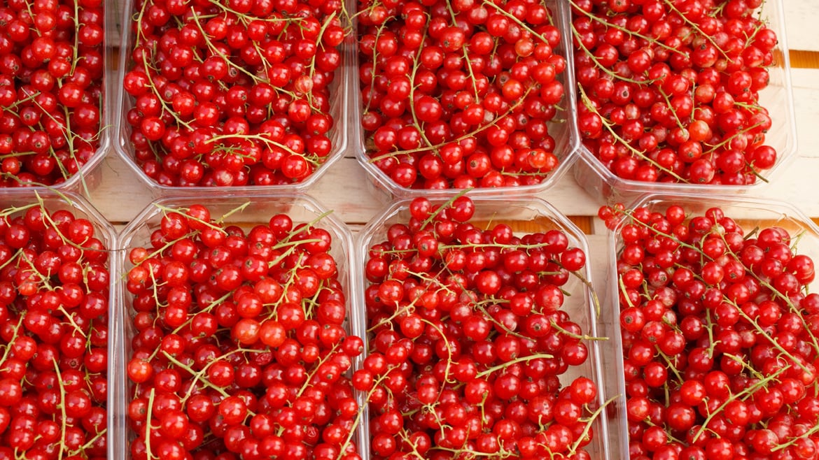 Red currant South Tyrol