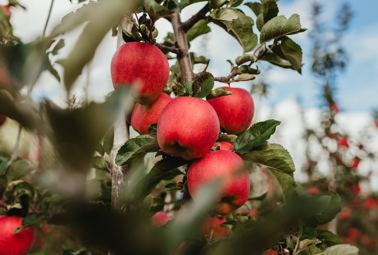 In the Apples Paradise
