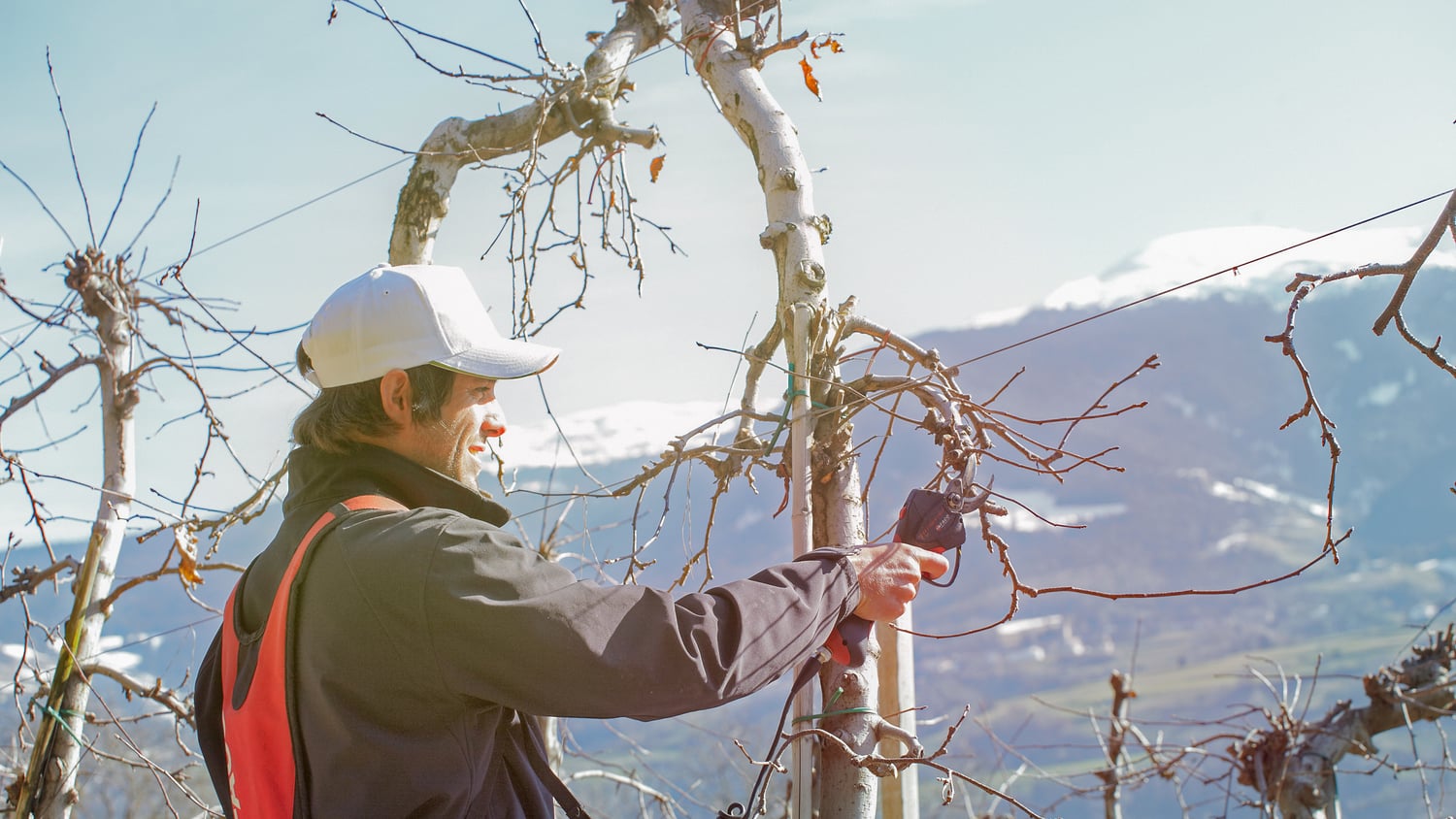 Tree pruning