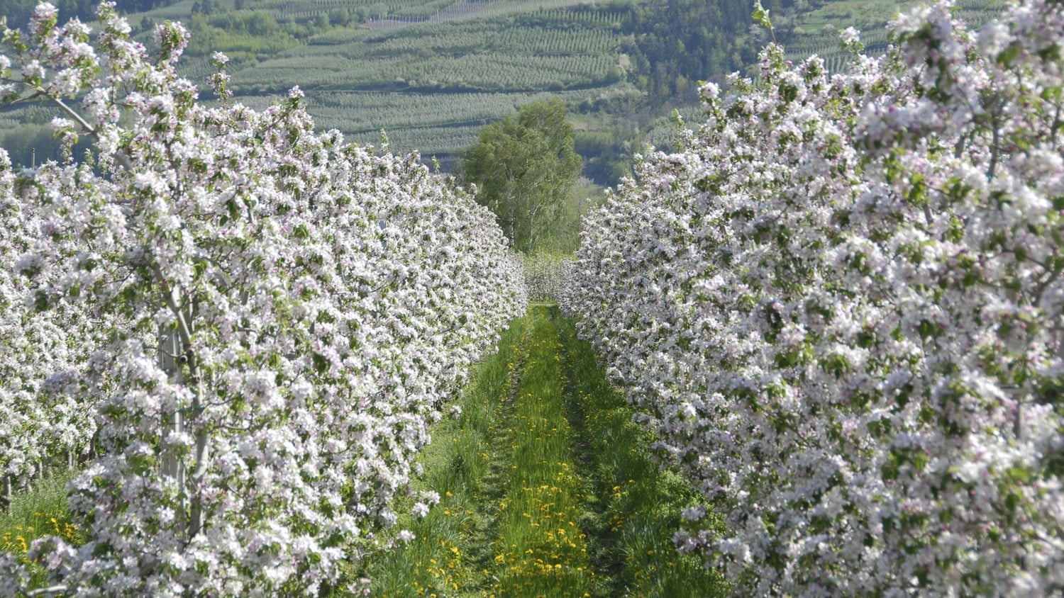 Fioritura