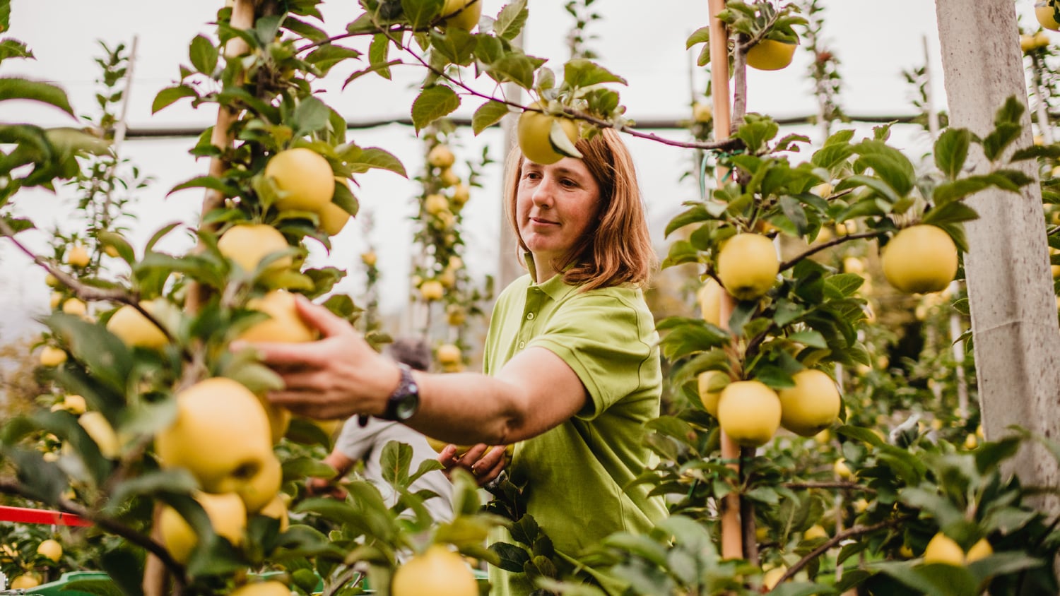 Maturation and harvest