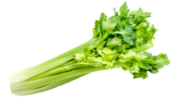 Sedano