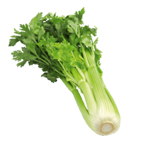 Sedano