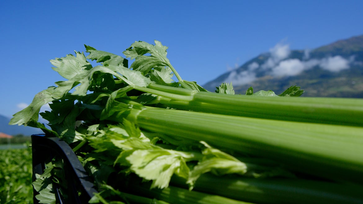 Celery