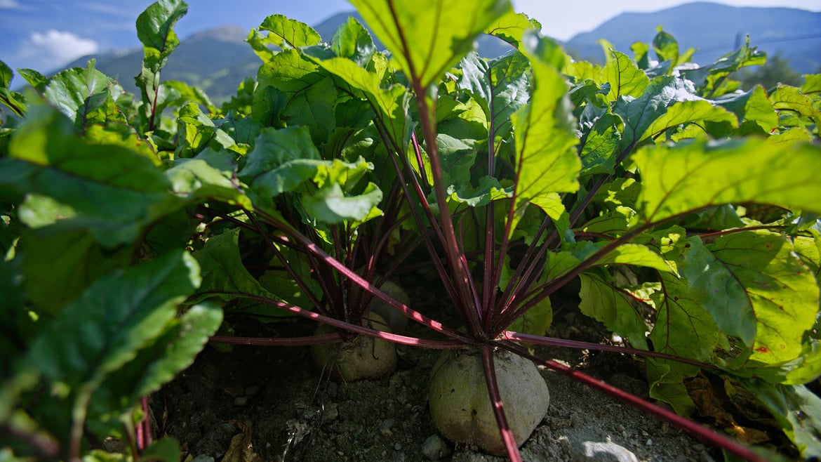 Beetroot