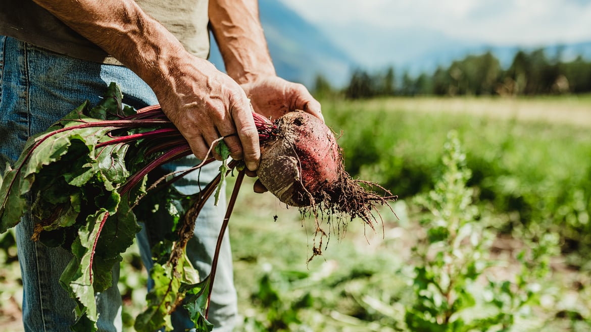 Rote Beete aus Südtirol