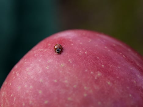 Nuestro ecosistema - ¡qué variedad!