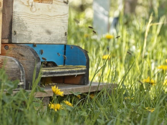 Il nostro ecosistema – che varietà!