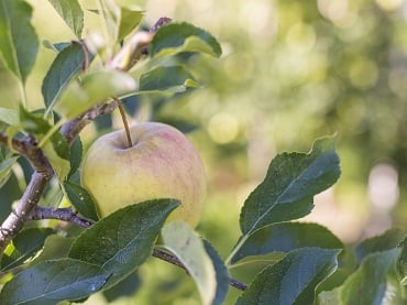Las 10 virtudes de la manzana:<br>el sabor de la naturaleza