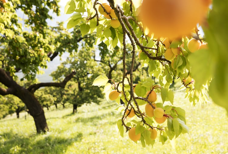 Le albicocche della Val Venosta