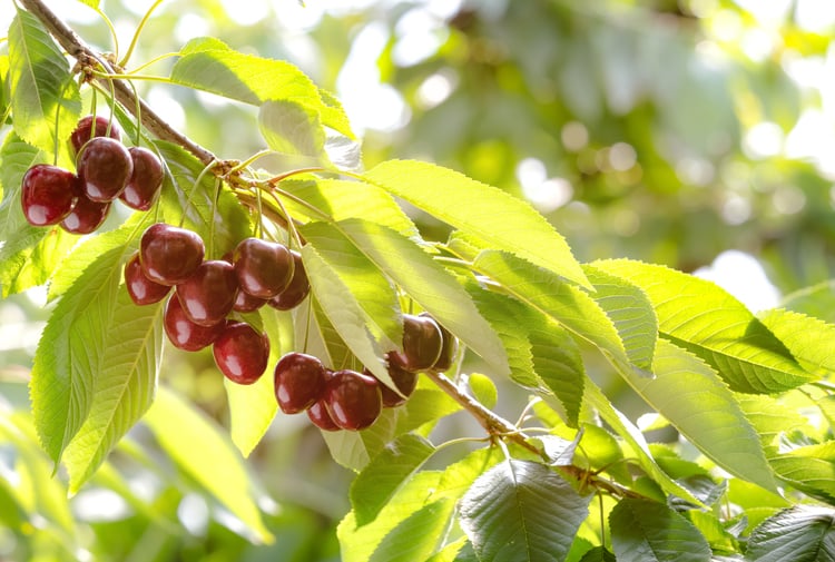 Cerezas