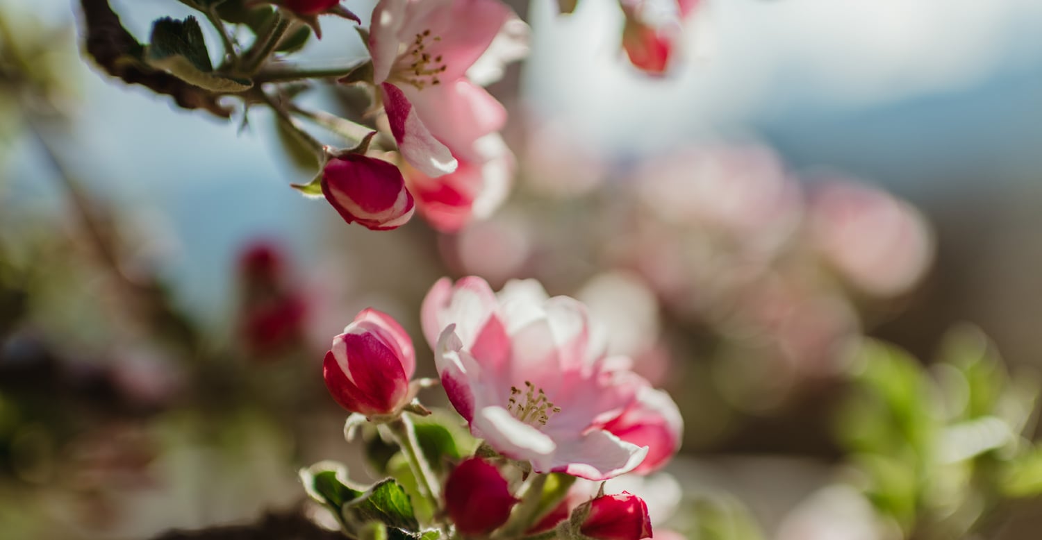 Blossom, revealed!