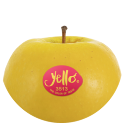 Shinano Gold / yello®
