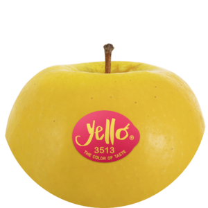 Shinano Gold / yello®