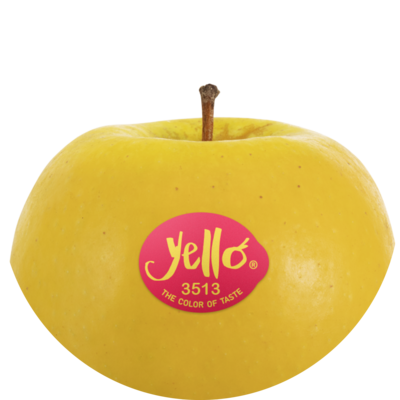 Shinano Gold / yello®