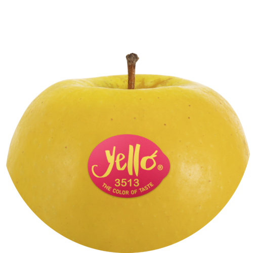 Shinano Gold / yello®