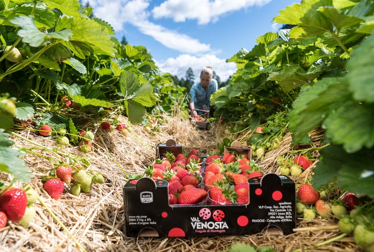 Strawberries