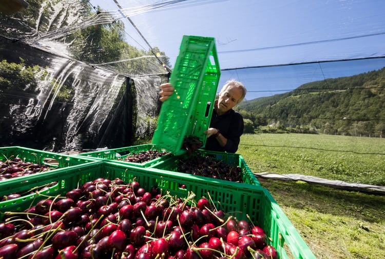 Cherries