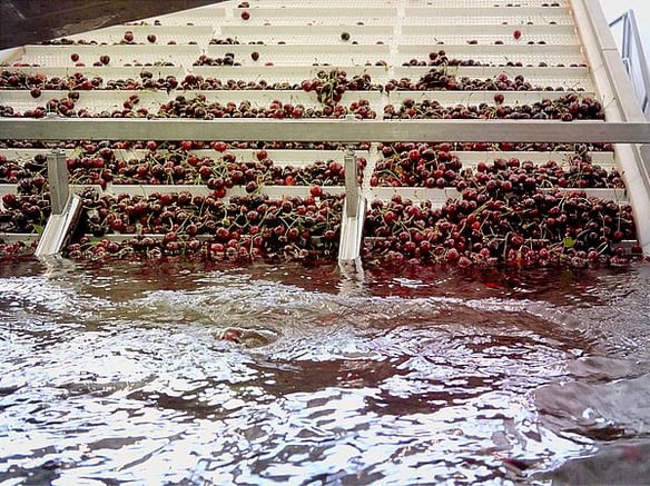 Schöne<br>Vinschger Kirschen