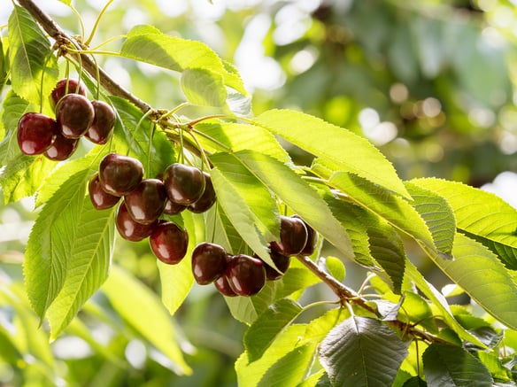Mountain cherries from Val Venosta