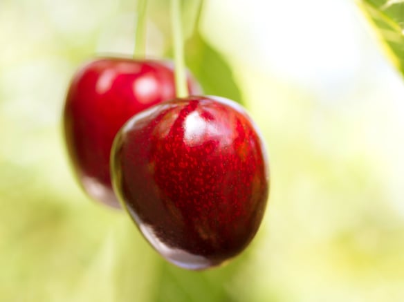 Mountain cherries from Val Venosta