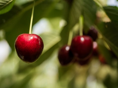 Mountain cherries from Val Venosta