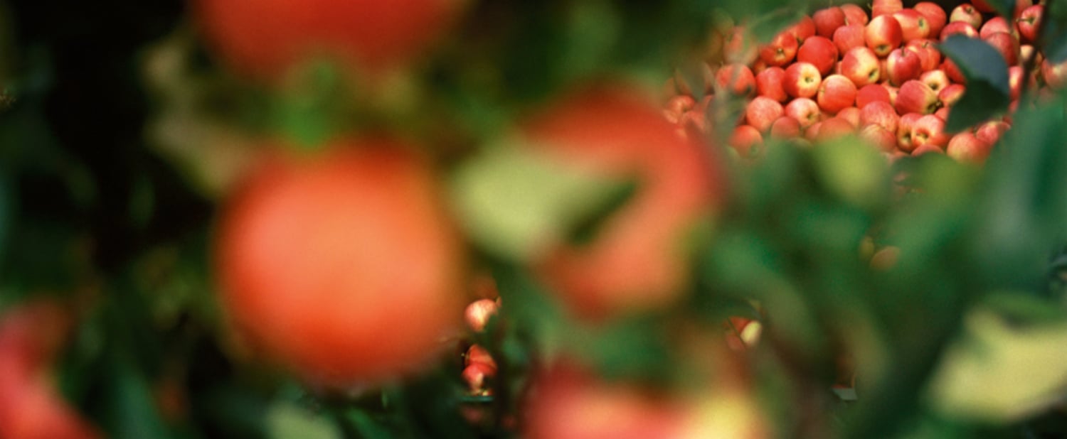 The apple harvest in Val Venosta is starting