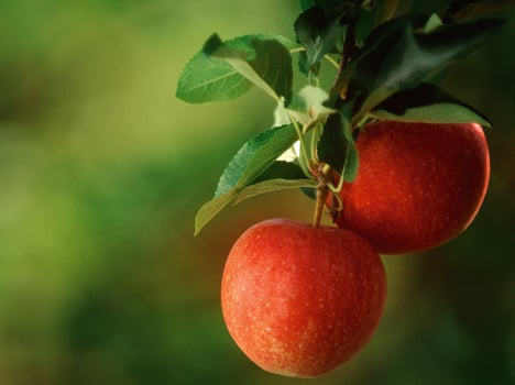 The apple harvest in Val Venosta is starting