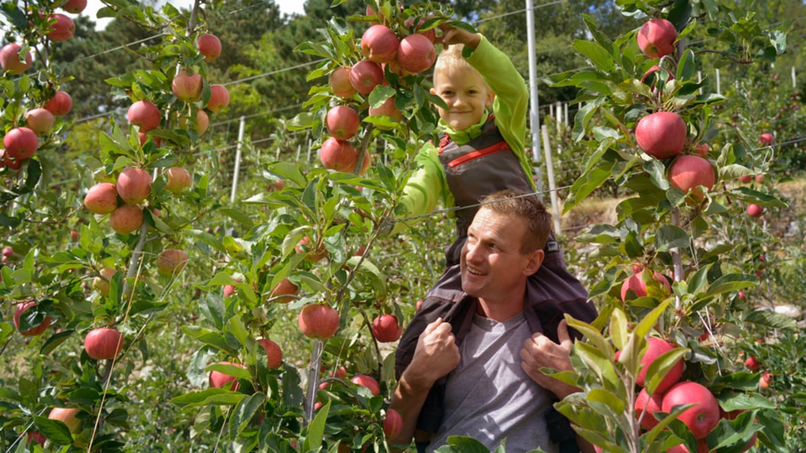 The apple harvest in Val Venosta is starting