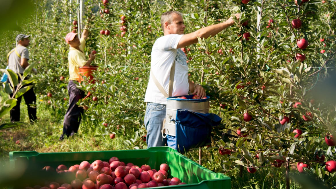 The apple harvest in Val Venosta is starting