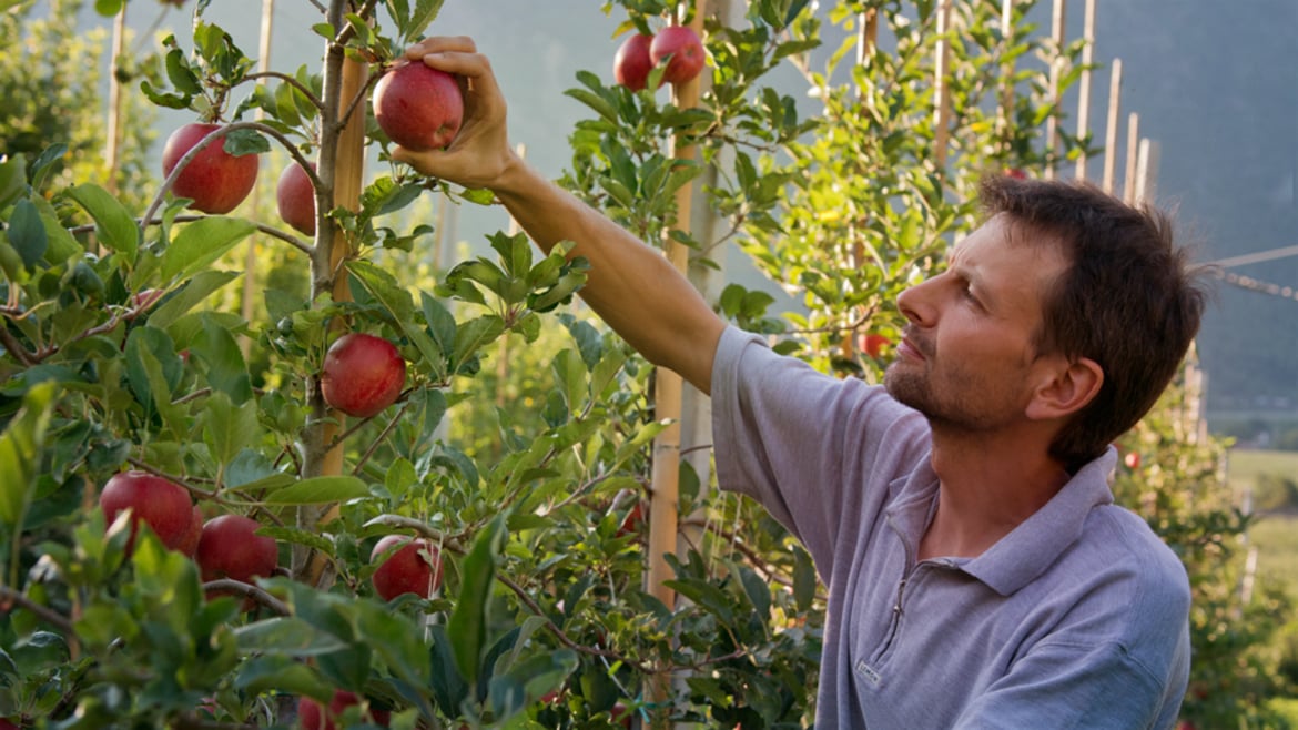 Die Apfelernte im Vinschgau hat begonnen