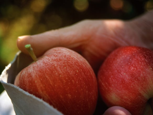 The apple harvest in Val Venosta is starting