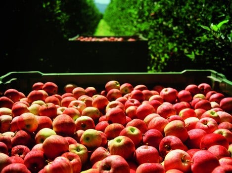 The apple harvest in Val Venosta is starting