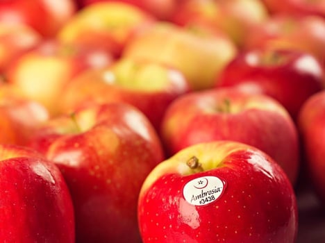La manzana Ambrosia™
