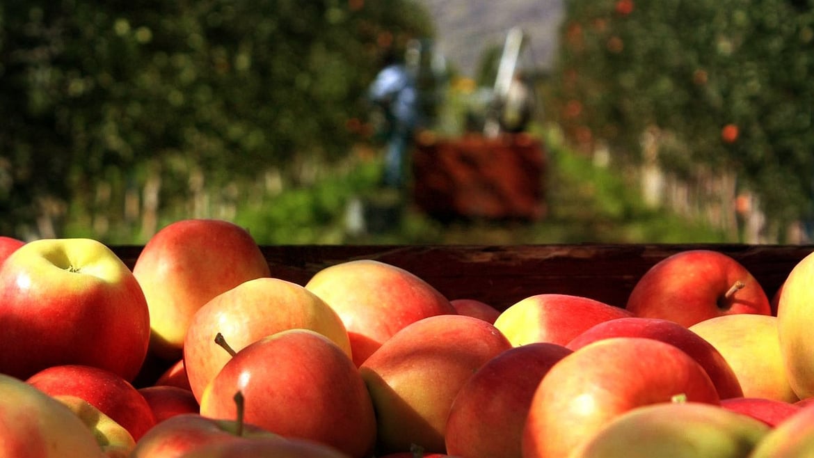 La manzana Ambrosia™