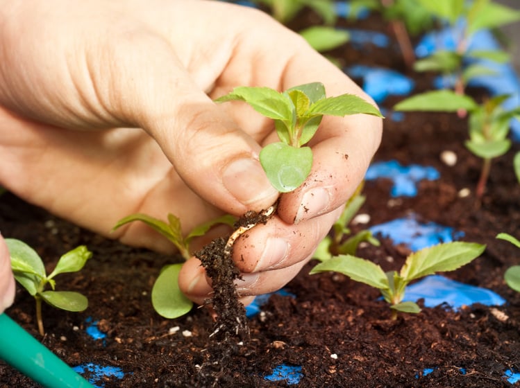Breeding the variety of the future