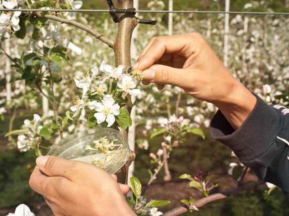 Breeding the variety of the future