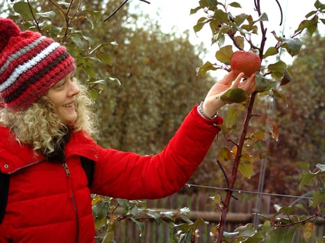 The story of the „forgotten“ orchard