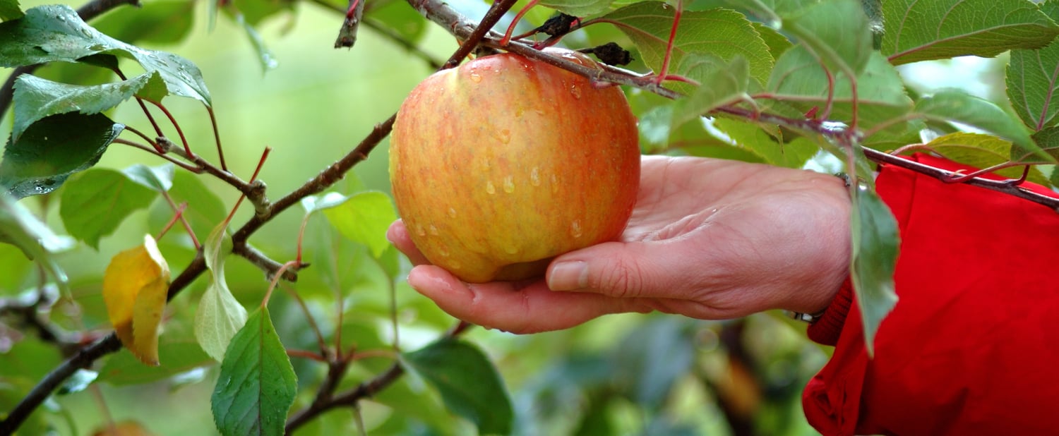 La historia del campo de manzanas "olvidado"