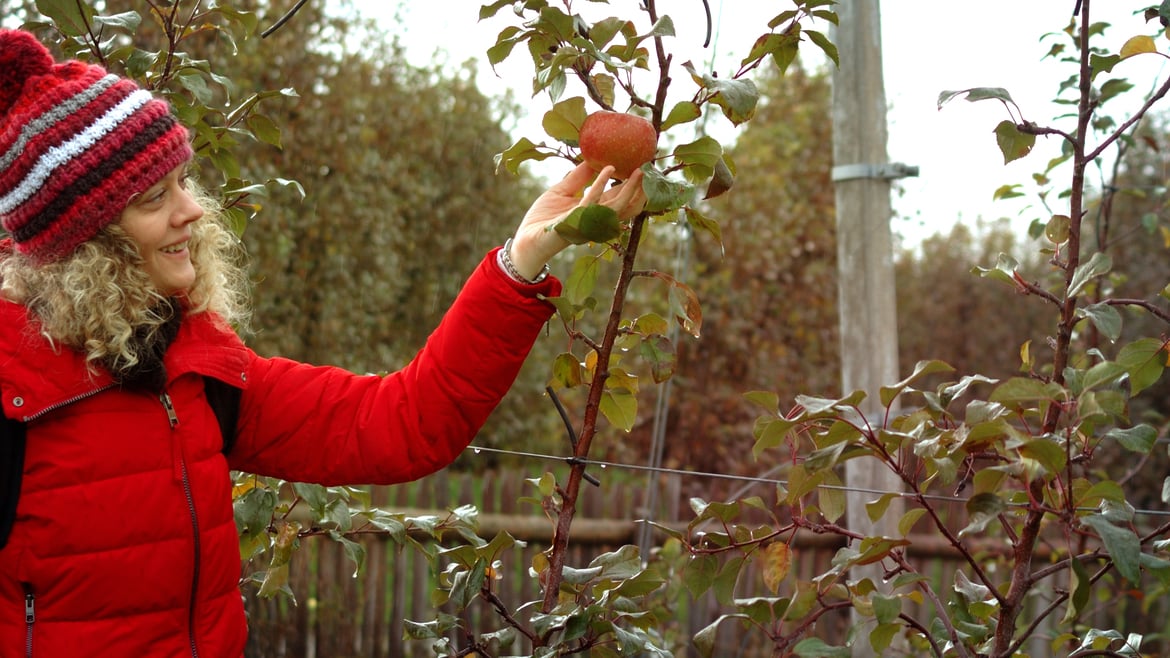 La historia del campo de manzanas "olvidado"